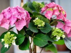 Cómo hacer esquejes de hortensias fácilmente: 2 técnicas simples Cómo hacer esquejes de hortensias fácilmente: 2 técnicas simples