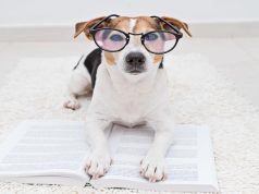 Los animales más inteligentes : descubre el ranking completo Los animales más inteligentes : descubre el ranking completo