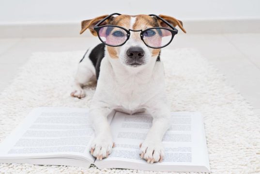 Los animales más inteligentes : descubre el ranking completo Los animales más inteligentes : descubre el ranking completo