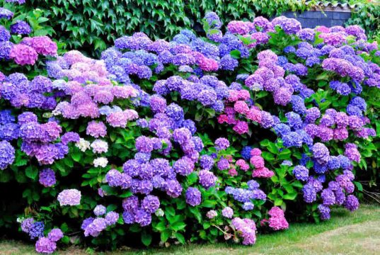 Guía definitiva: cómo mantener una hortensia blanca en perfecto estado Guía definitiva: cómo mantener una hortensia blanca en perfecto estado