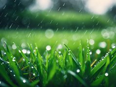 ¿se puede cortar el césped después de la lluvia ? ¿se puede cortar el césped después de la lluvia ?