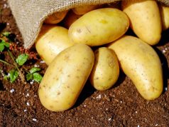 Calorías de la papa: descubre los valores nutricionales según el modo de cocción Calorías de la papa: descubre los valores nutricionales según el modo de cocción
