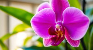 Mi orquídea se está pudriendo: cómo salvarla de manera efectiva Mi orquídea se pudre: cómo salvarla eficazmente